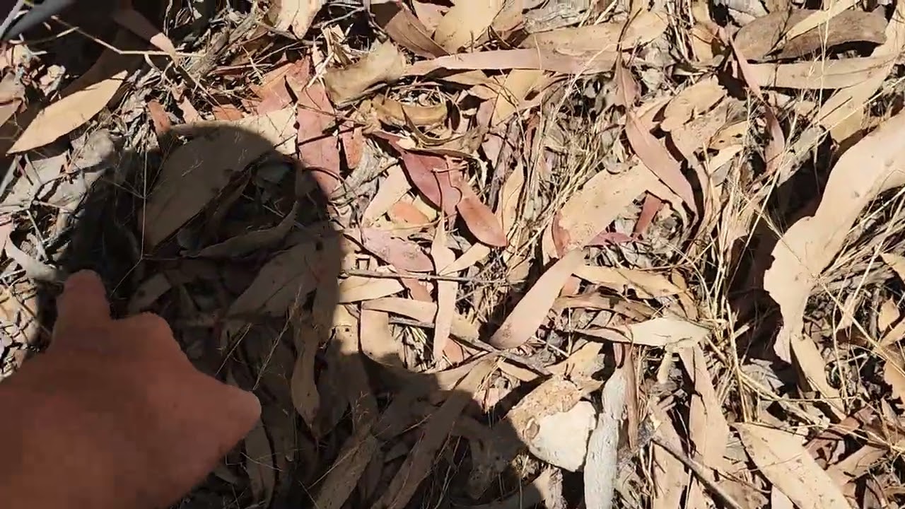 Peter Mc looks at kangaroo proof fence