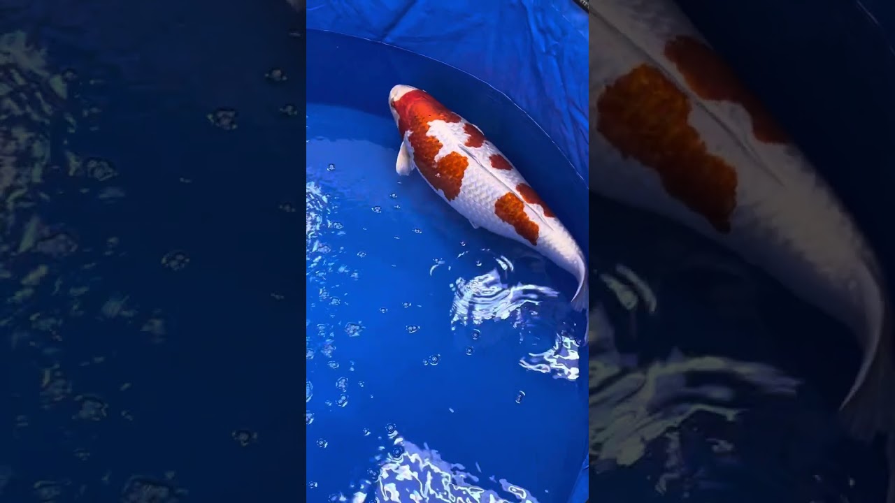 Best in Variety -  All Japan Koi Show 2025