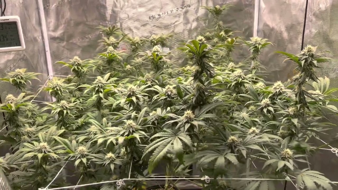 Planet of the grapes clone. Week 4-5 in flower