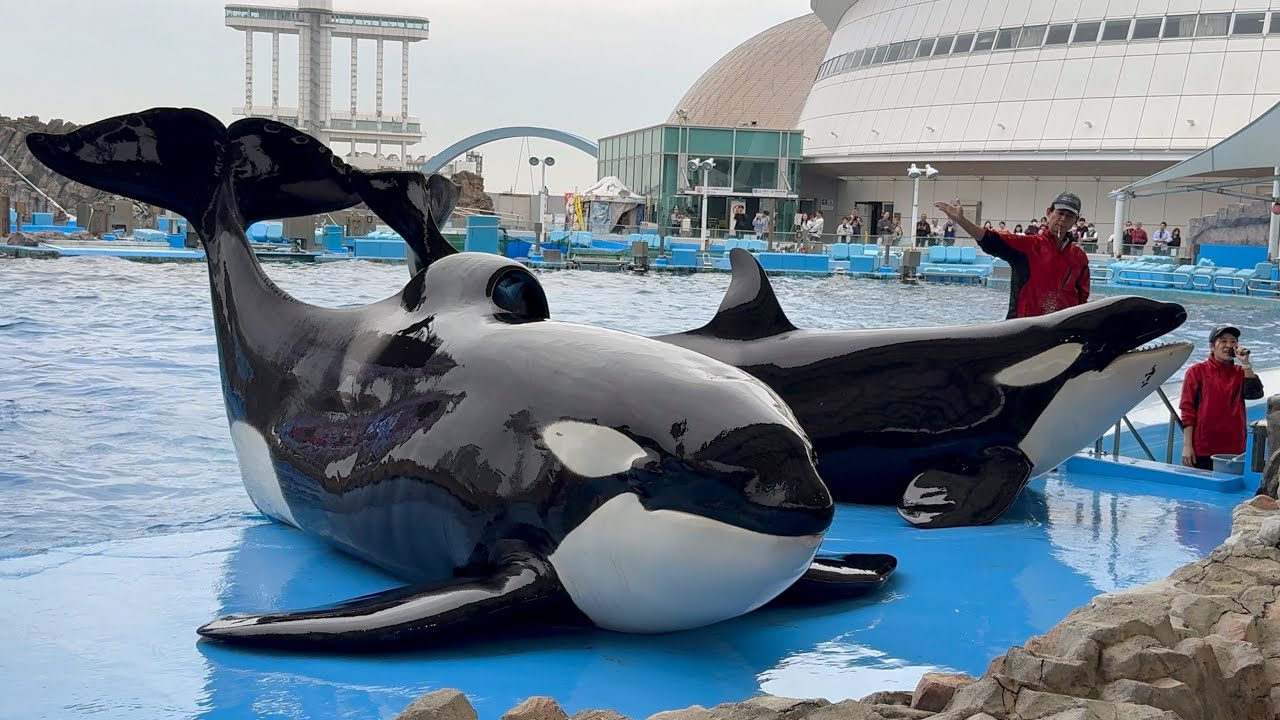 2024/10/26 シャチの公開トレーニング リン&アース編 【13:30 の回】@名古屋港水族館
