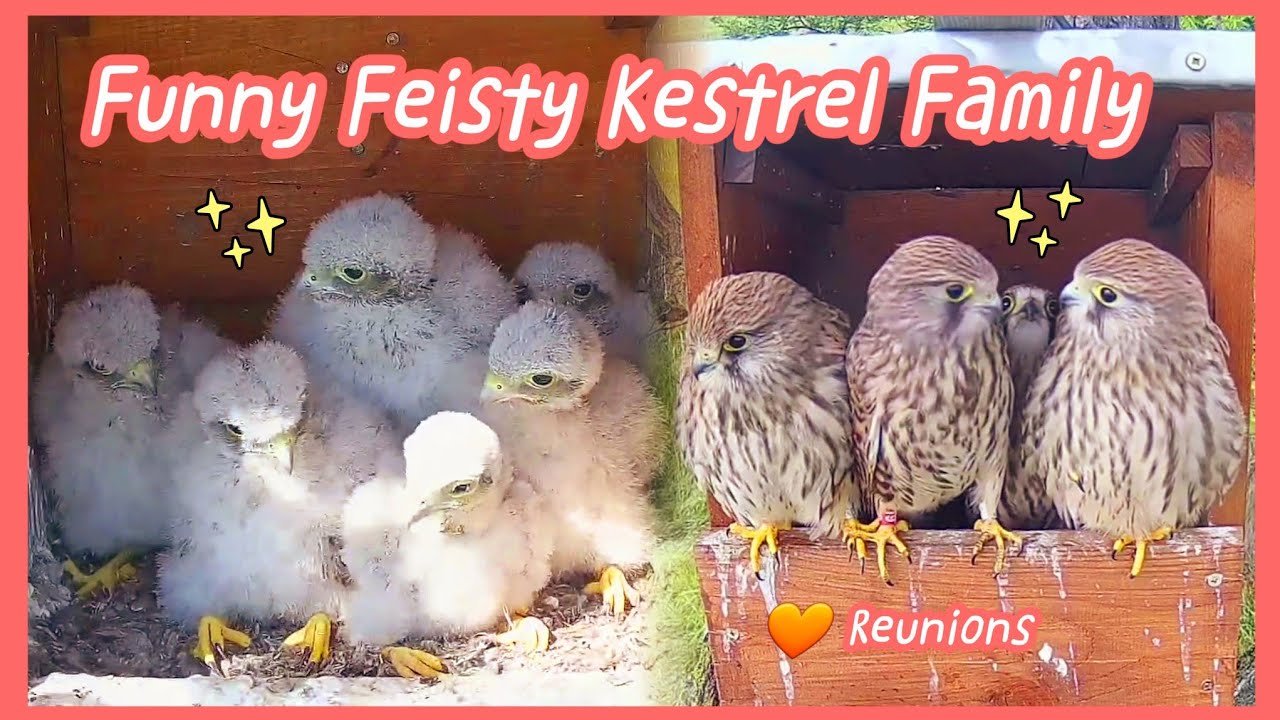Funny Young Kestrel Parents Raised 6 Babies💛All Fledged🏡Lovely Reunion | Kestrels in Hungary 07/2023
