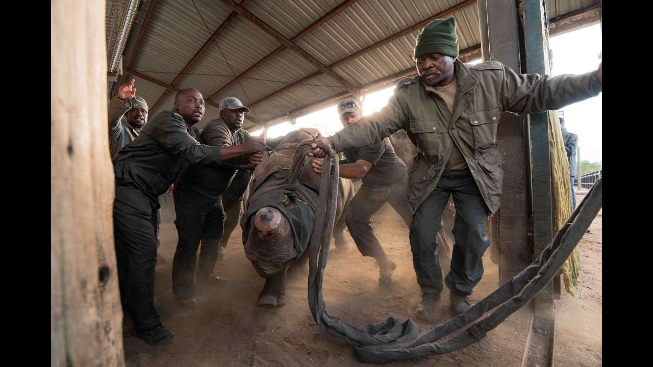 Black Rhino Founder Population Returns to Mozambique
