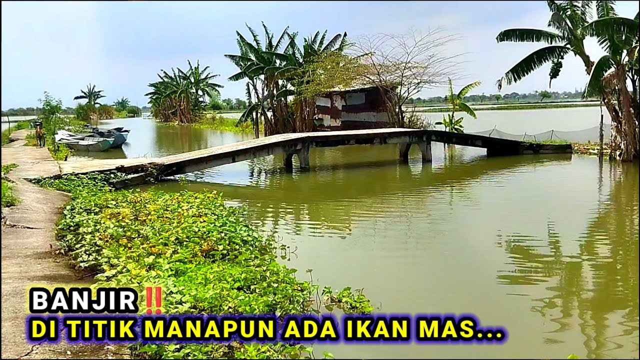 ISTIMEWA‼️DI TITIK MANAPUN ADA IKAN MAS #mancing #fishing