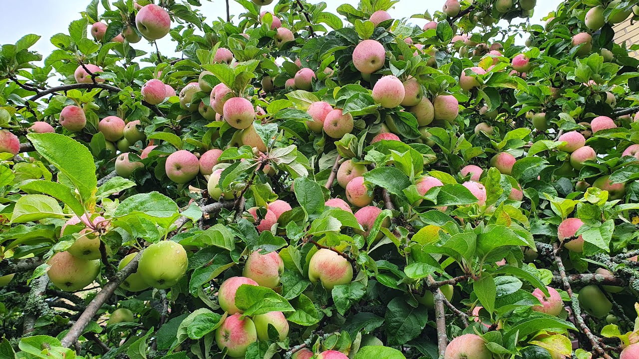 Harvest apples in living area to make delicious apple jam