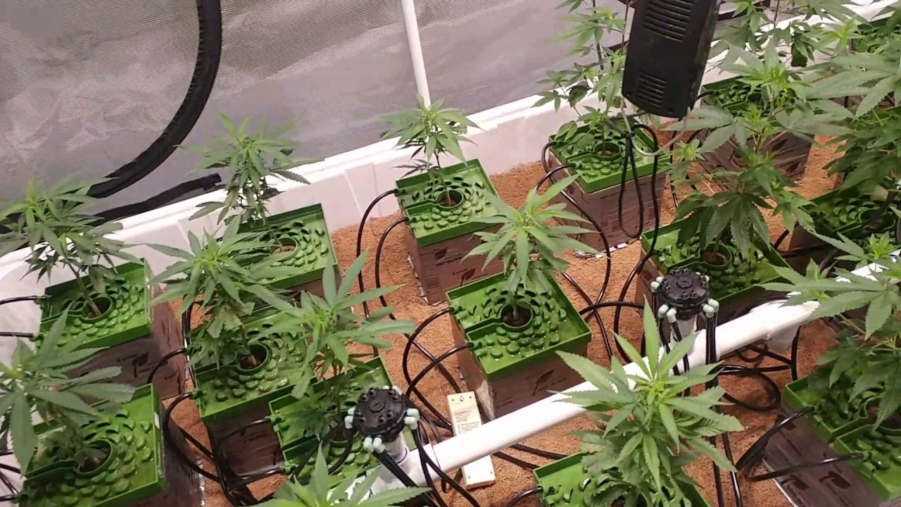 Snoop's Premium Nutes! Week 2 Veg update