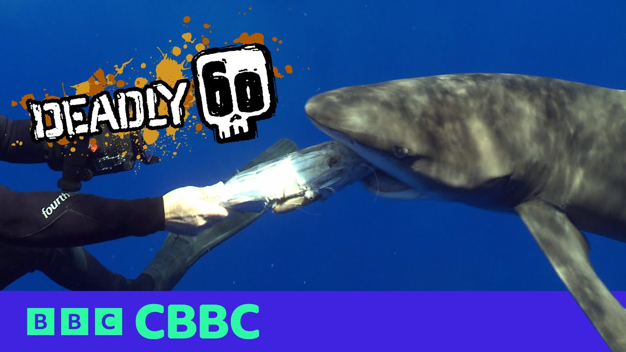 TOP 5 Deadliest Moments ☠️🦈 | Deadly 60 | CBBC