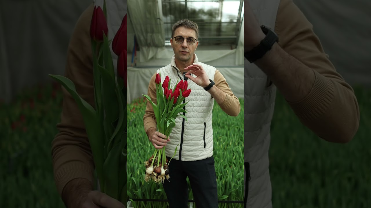 Сорт STRONG ENERGY #выгонкатюльпанов #тепличныйбизнес