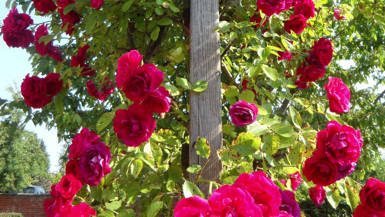 Transforme seu Jardim com Rosas Trepadeiras – Inspirações e Dicas