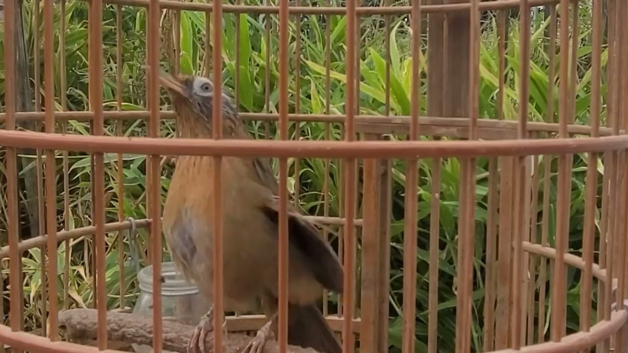 Mái Thúc Trống 