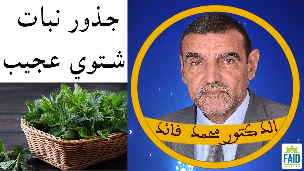 جذور القراص نبات طبي | الدكتور الفايد