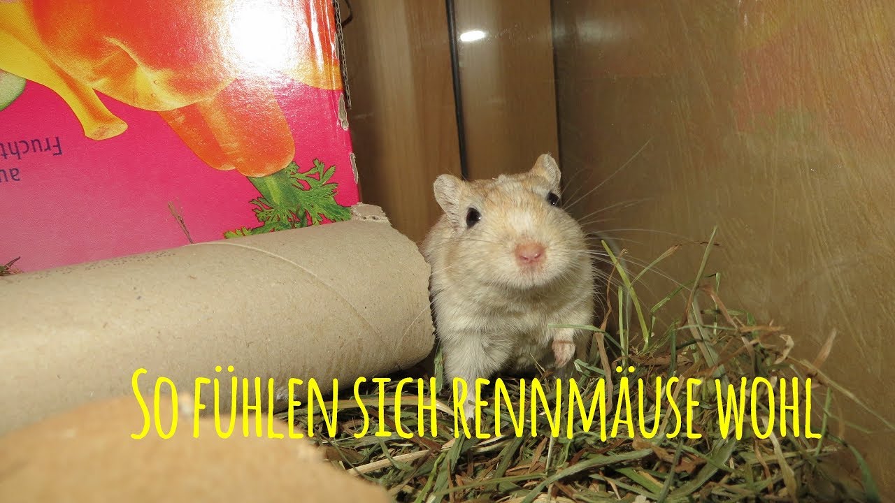 So fühlen sich Rennmäuse wohl ❤ MyGerbilsWorld