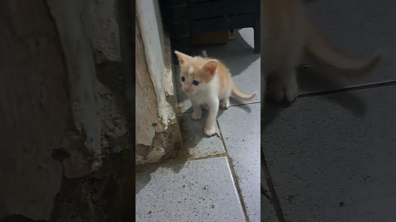Kasih Sayang Mama Kucing ke Anak Angkatnya🌹🌹🌹🪭🪭🪭