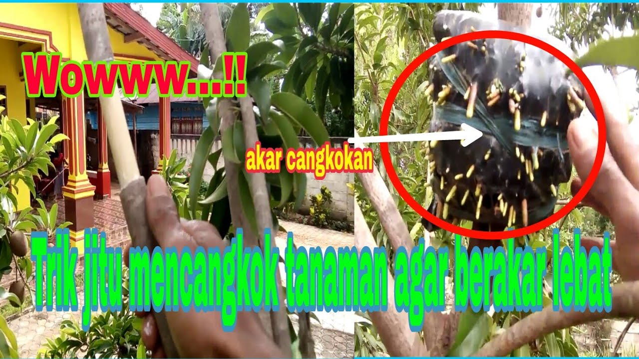 Teknik Terbaru Mencangkok Pohon Sawo Agar Cepat Berakar dan Berakar Lebat