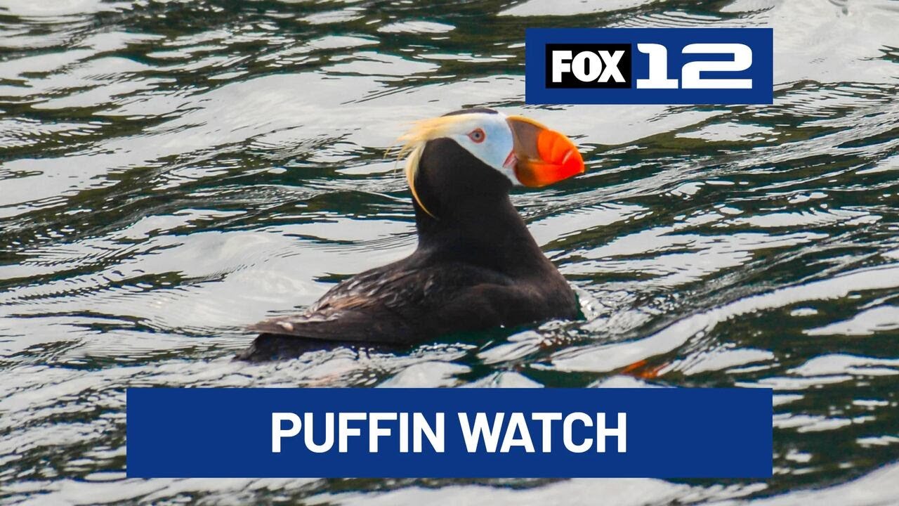 Puffin Season begins at Cannon Beach