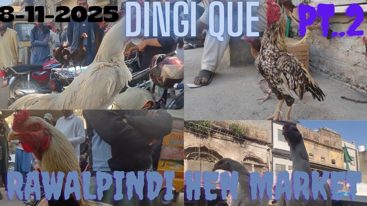 Dingi Que Hen and Rooster market update part2||Friday bird market rawalpindi