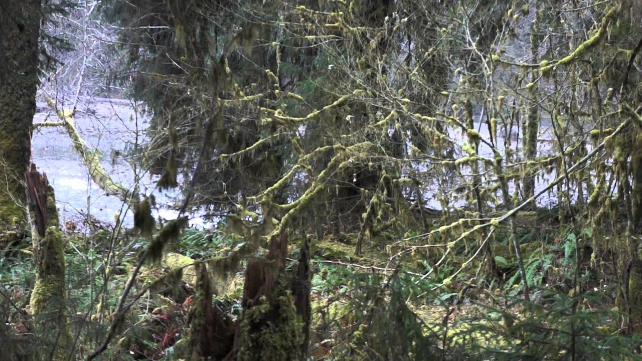 Hoh Rain Forest - Roosevelt Elk Herd - Olympic National Park - WA, USA
