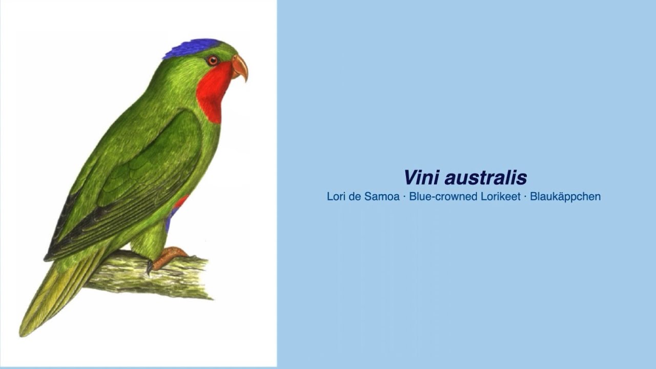 350 Parrot Species - #43 Vini australis