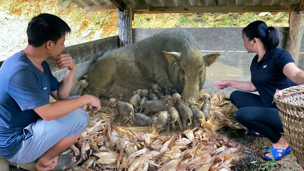 A new herd of wild boars is constantly being born. Nesting, care - Forest life skills DT