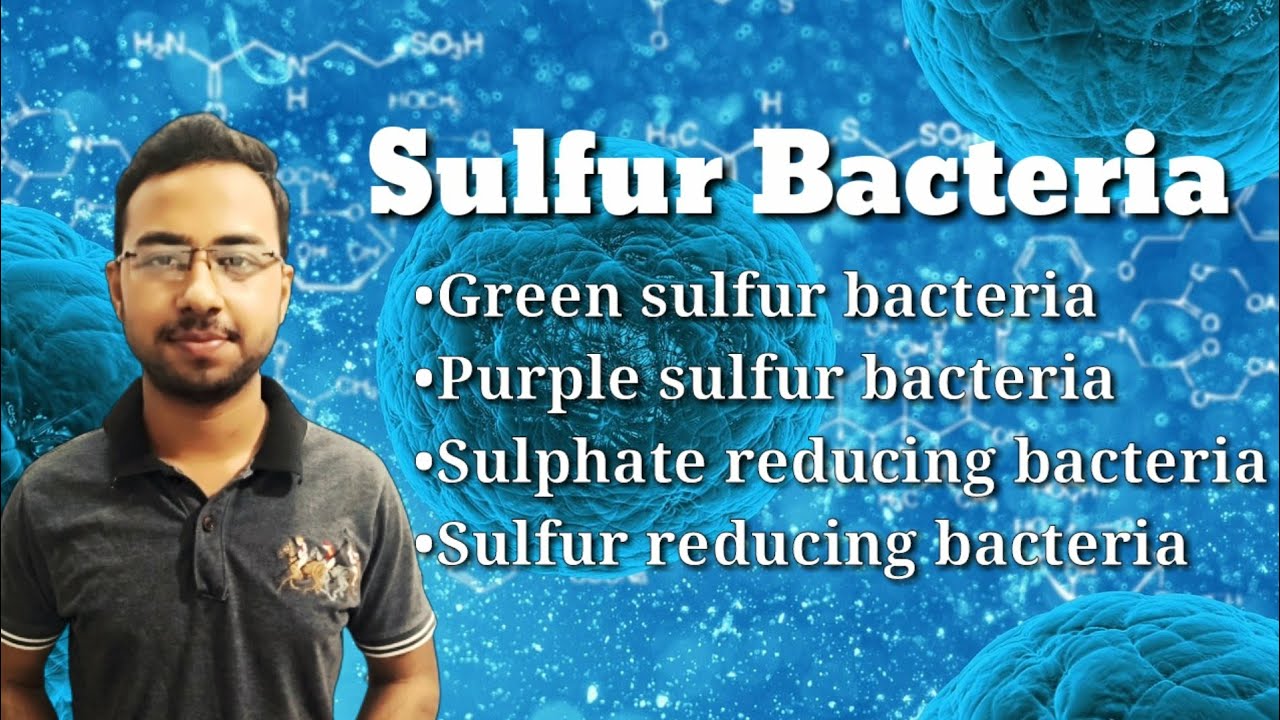 Sulfur bacteria | Purple sulfur bacteria | green sulfur bacteria | sulfur oxidizing bacteria
