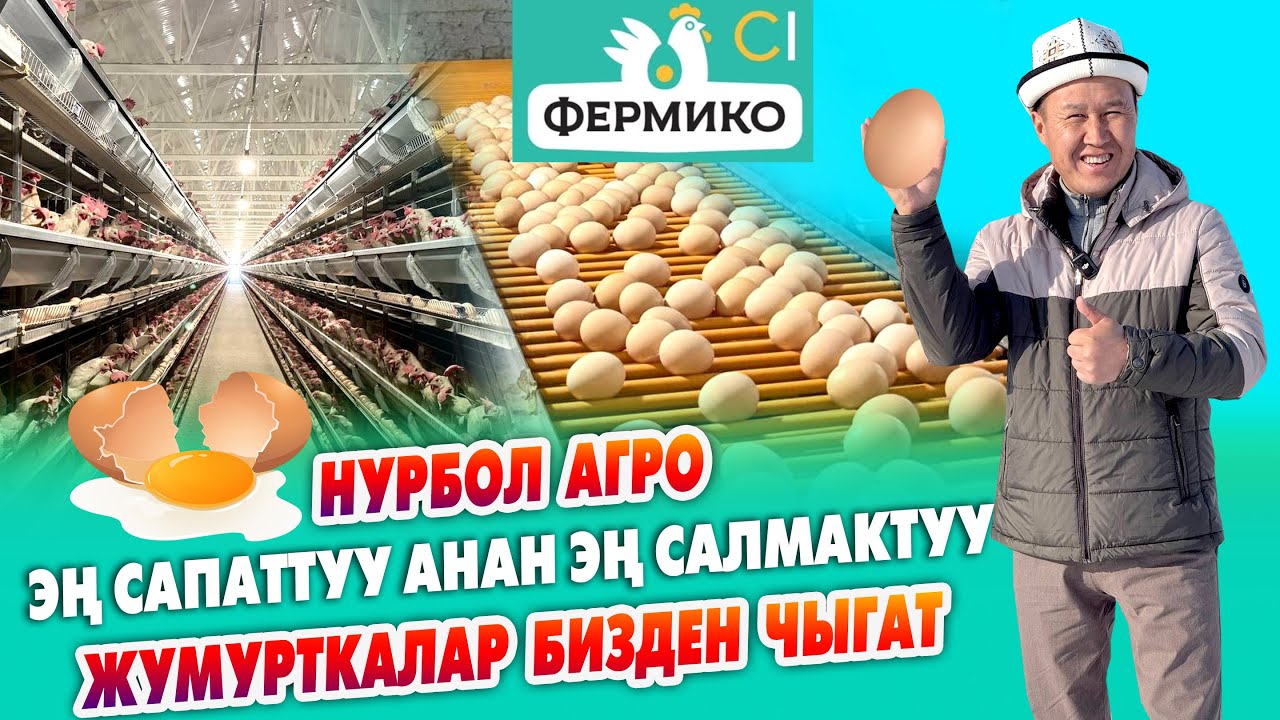 Фермико!  ЖУМУРТКАЛАРЫ эң САПАТТУУ анан ИШЕНИЧТҮҮ ~ Тооктор сапаттуу ЖЕМ жейт, АДАЛ ~ Нурбол агро