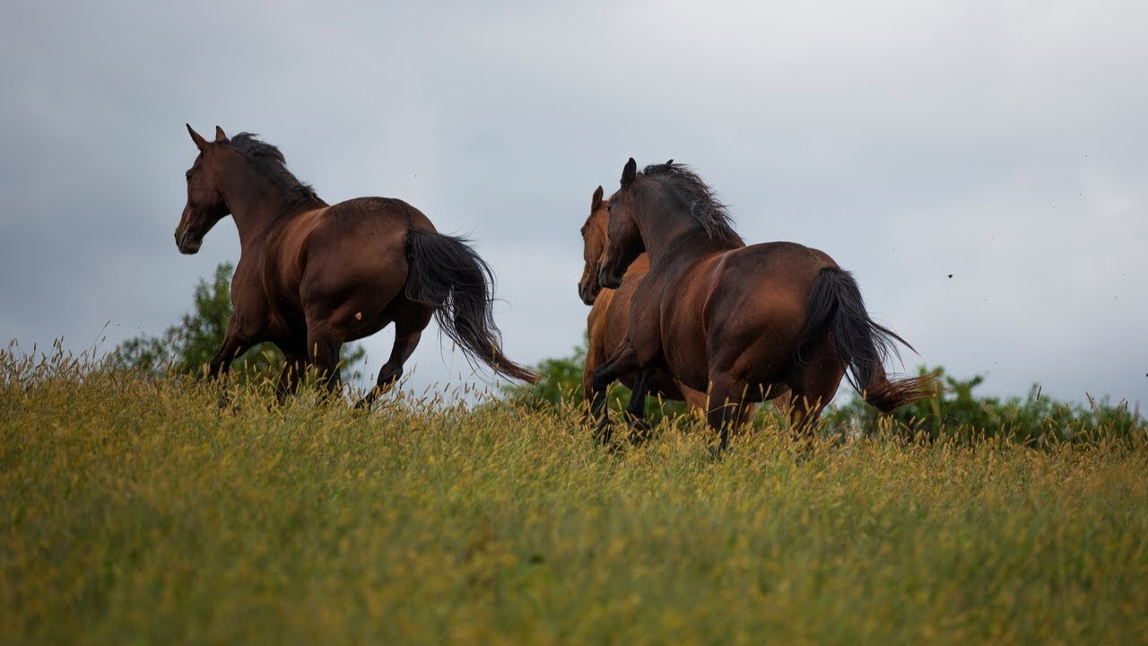 Fight, Flight, Freeze - It's More Subtle than you think