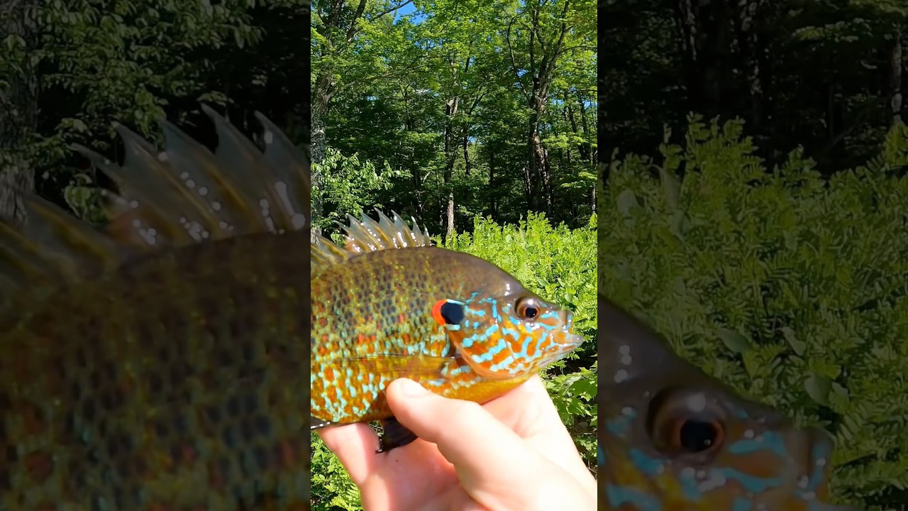Pumpkinseed are so beautiful!