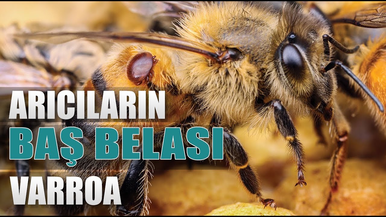 Arıcıların En Büyük Baş Belası Varroa! / Abi Nerdesin?