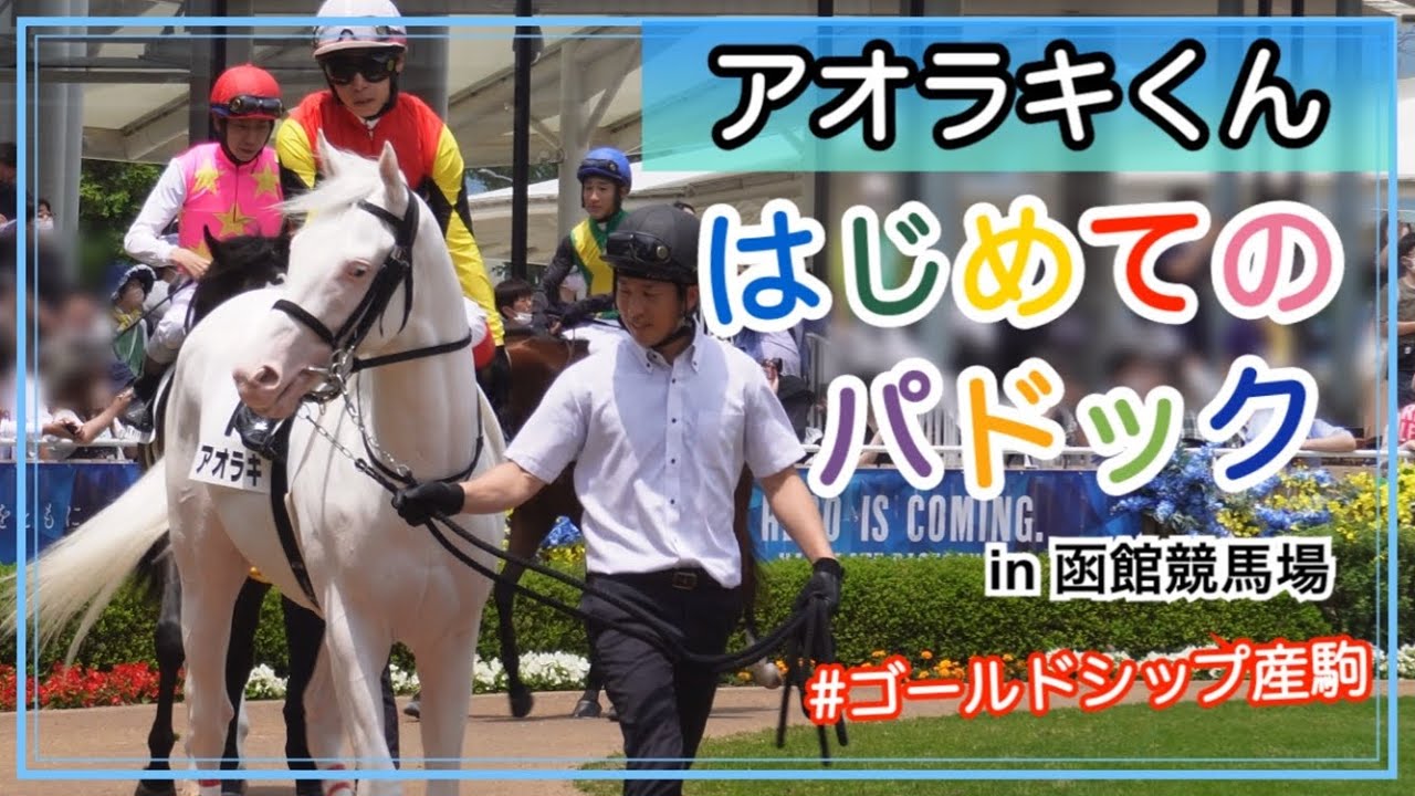 白毛 アオラキくん 【はじめてのパドックに密着】ゴールドシップ産駒