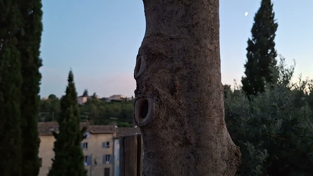 La Cigale de Flayosc