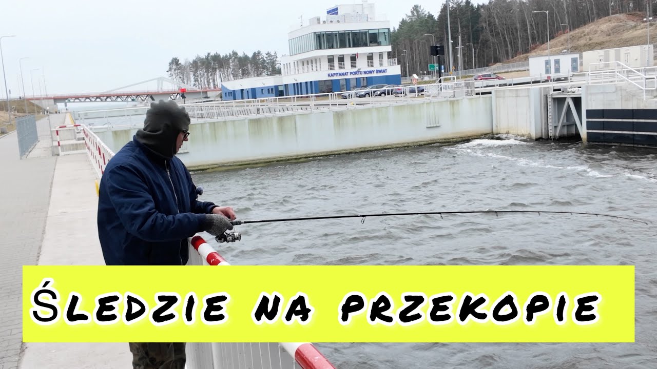 Śledzie na Mierzei Wiślanej 😀