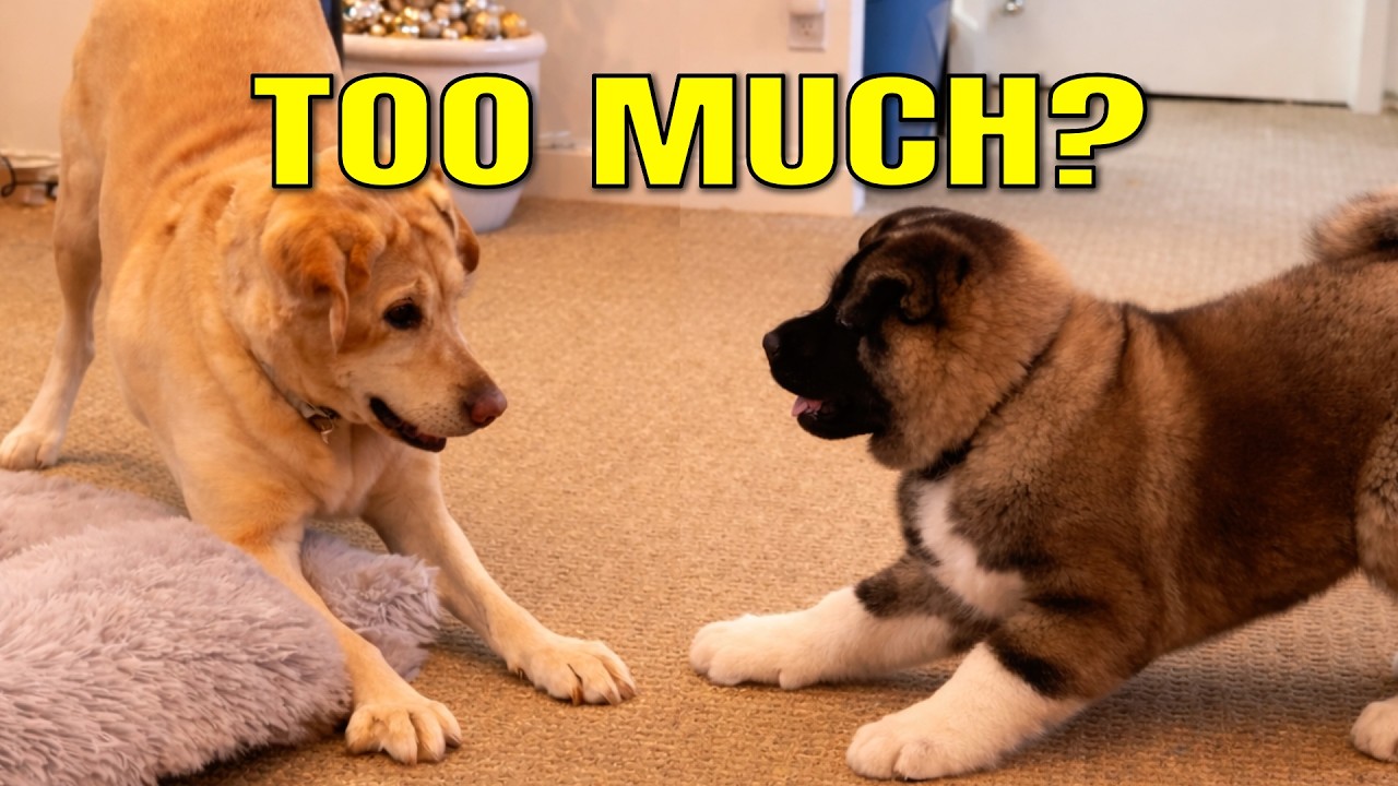 Older Dog Meets Akita Puppy: The First 60 Seconds (What We Did Next)