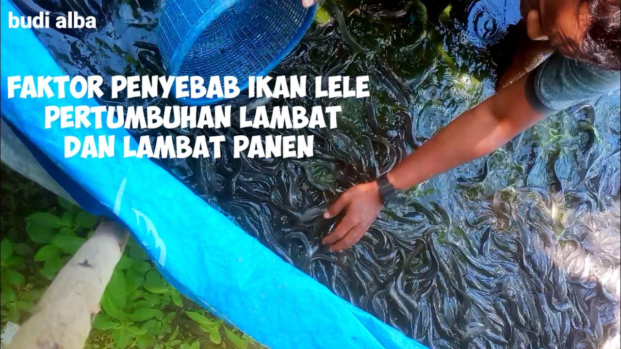 faktor yang menyebabkan keberhasilan budidaya ikan lele