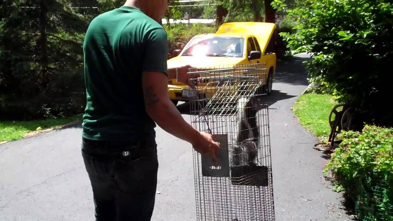 Animals Happen | Humane Naperville Wildlife Removal & Control