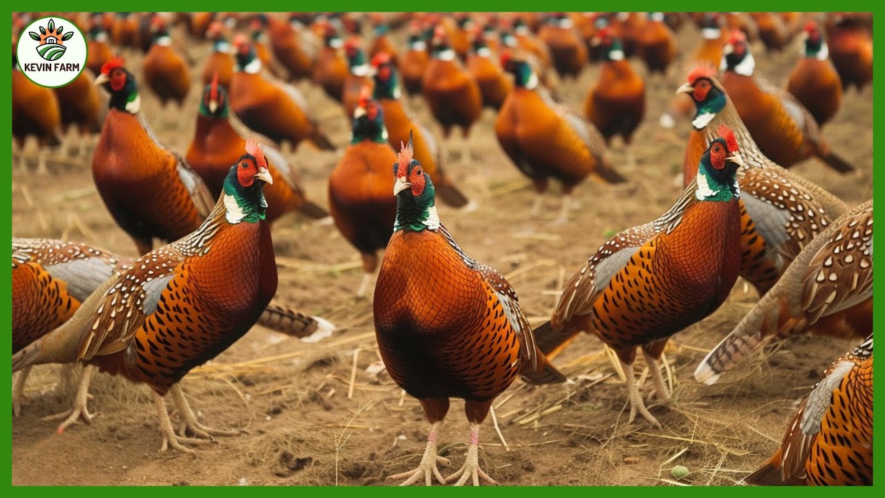 How Farmers Raise Millions of Pheasants USA Pheasant Farm 🐓 Farming Documentary