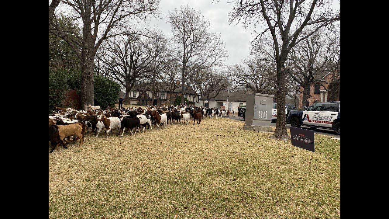 Arlington PD Officers Help Wrangle Dozens of Escaped Goats That Went For a Stroll