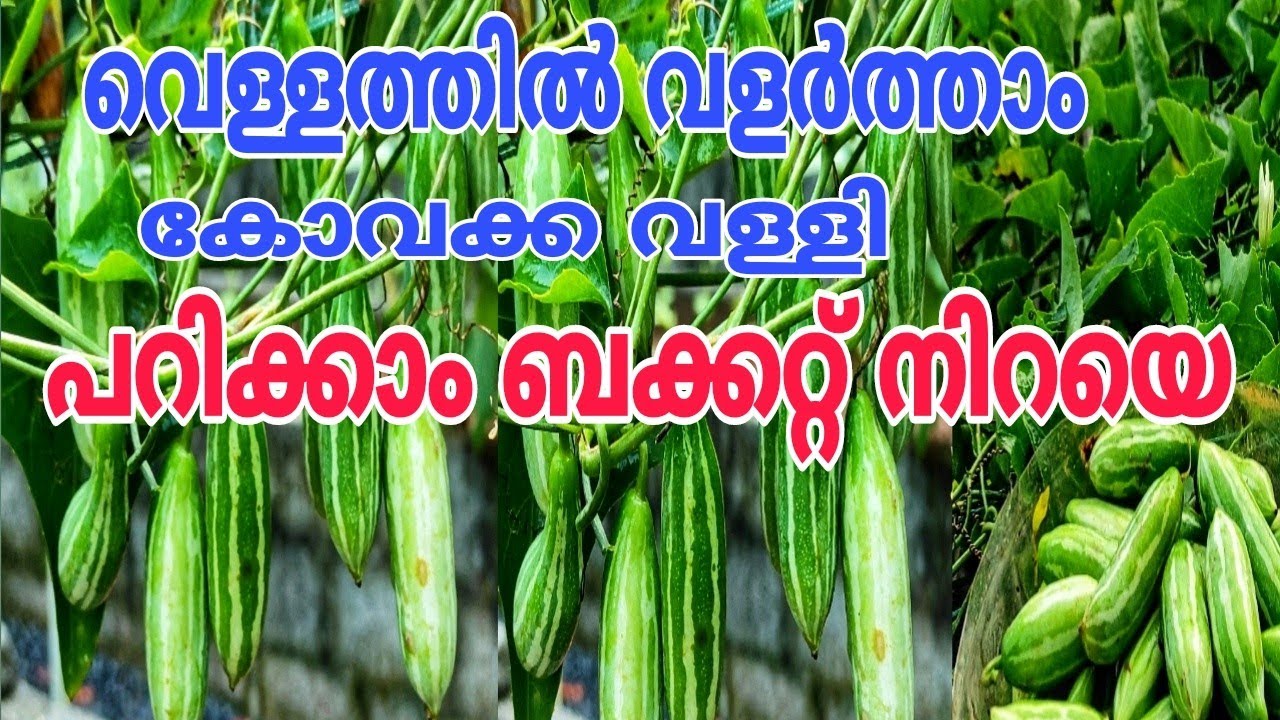 എളുപ്പത്തിൽ കായ് നിറയാൻ Kovakka Krishi Malayalam