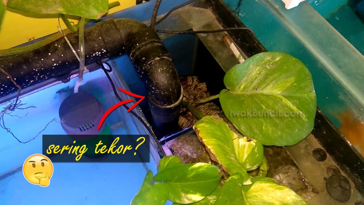 Chamber Pompa Filter Samping Sering Tekor, Air Surut Mesin Berdengung? Apa Penyebabnya?