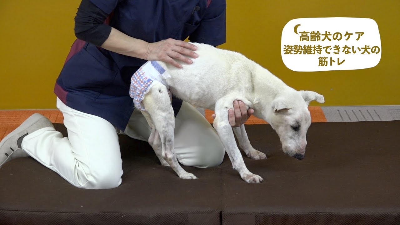 高齢犬のケア　姿勢維持できない犬の筋トレ