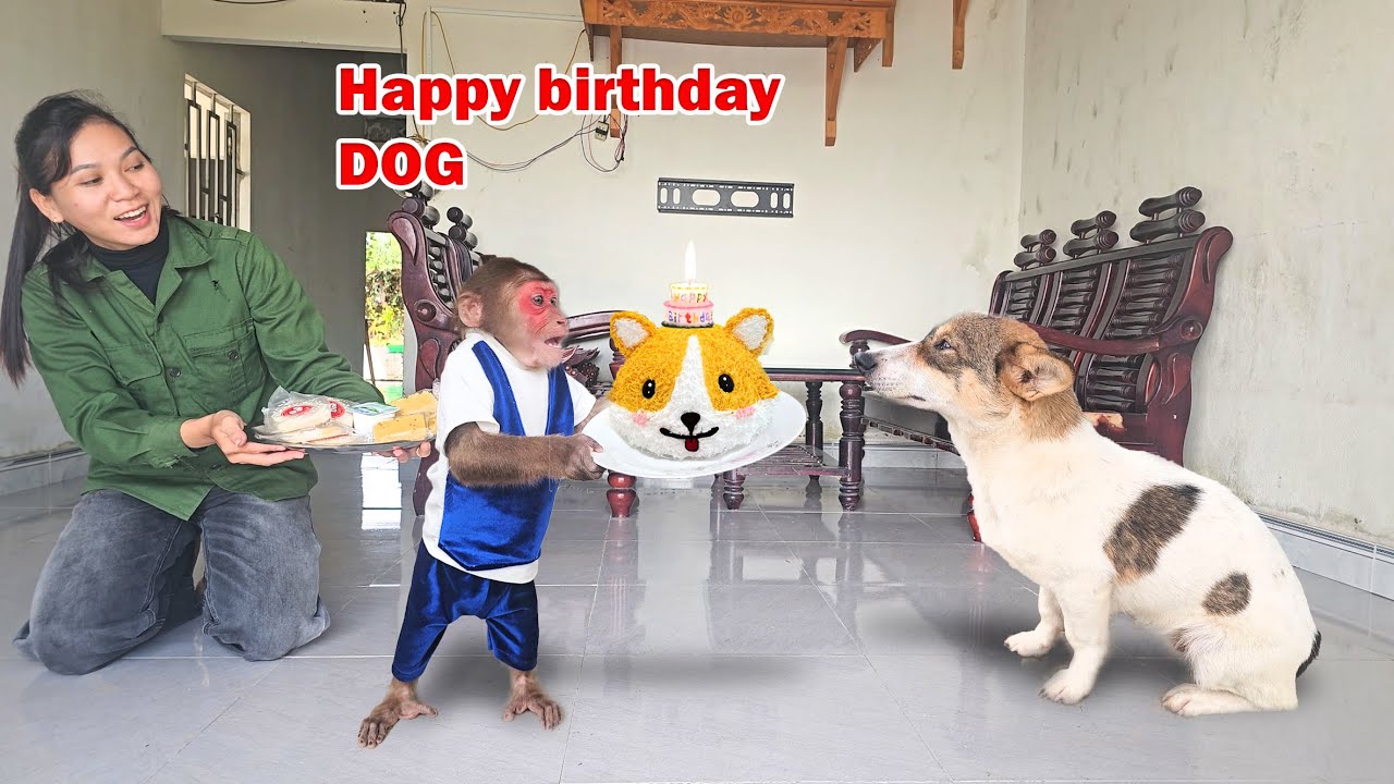 SU Secretly Organized A Surprise Birthday Party For Dog l Funny & Cute Dog Moments