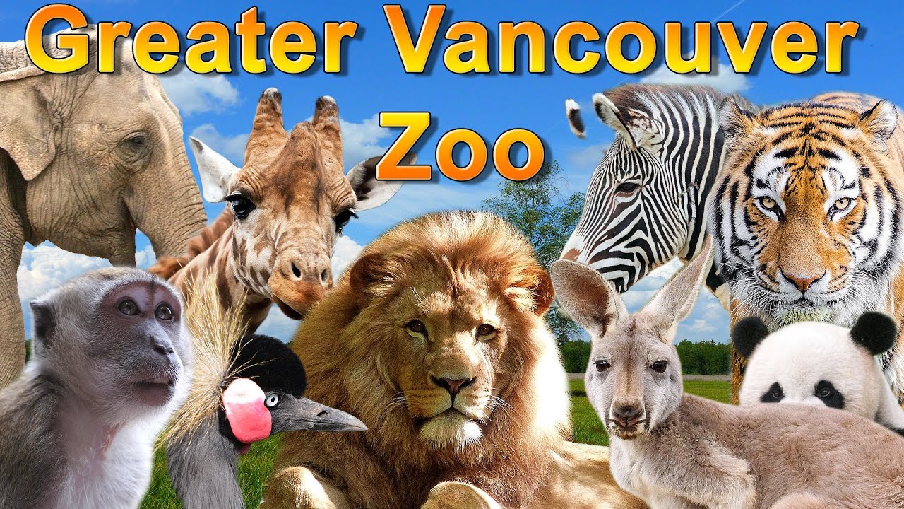 GREATER VANCOUVER ZOO| Cute Animals | Funny Animals | Aldergrove, BC | Vancouver Attractions