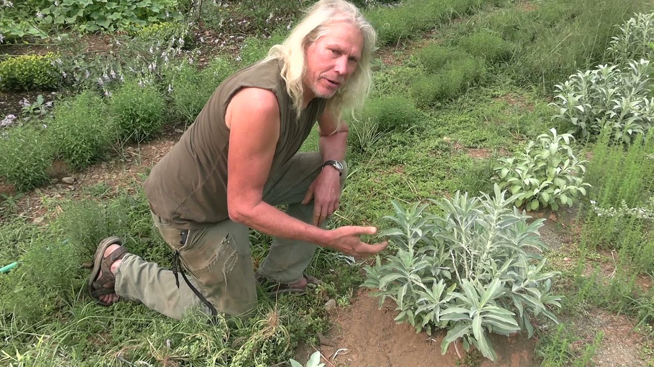 Big Medicine White Sage (Salvia apiana)