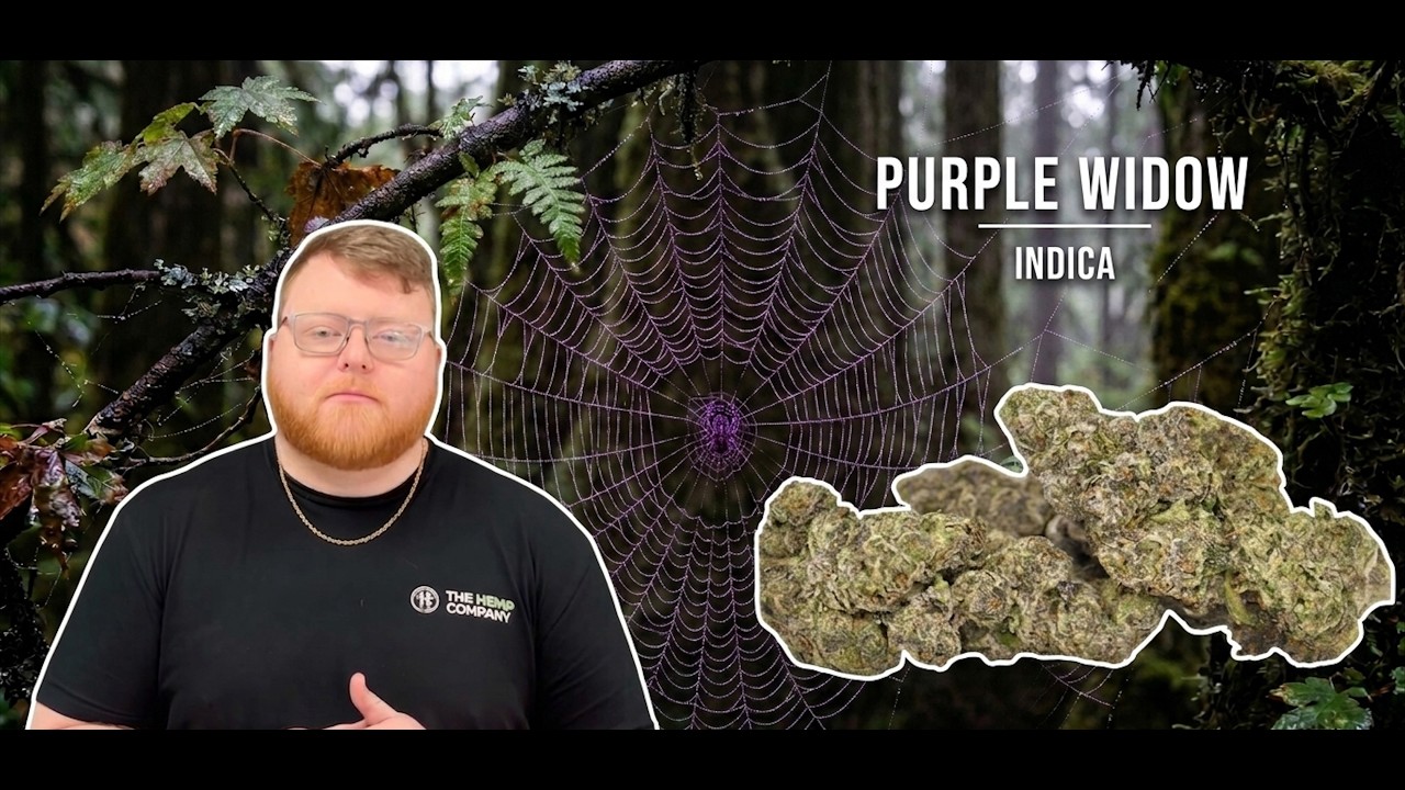 Обзор сорта Purple Widow: Запутались в паутине?!