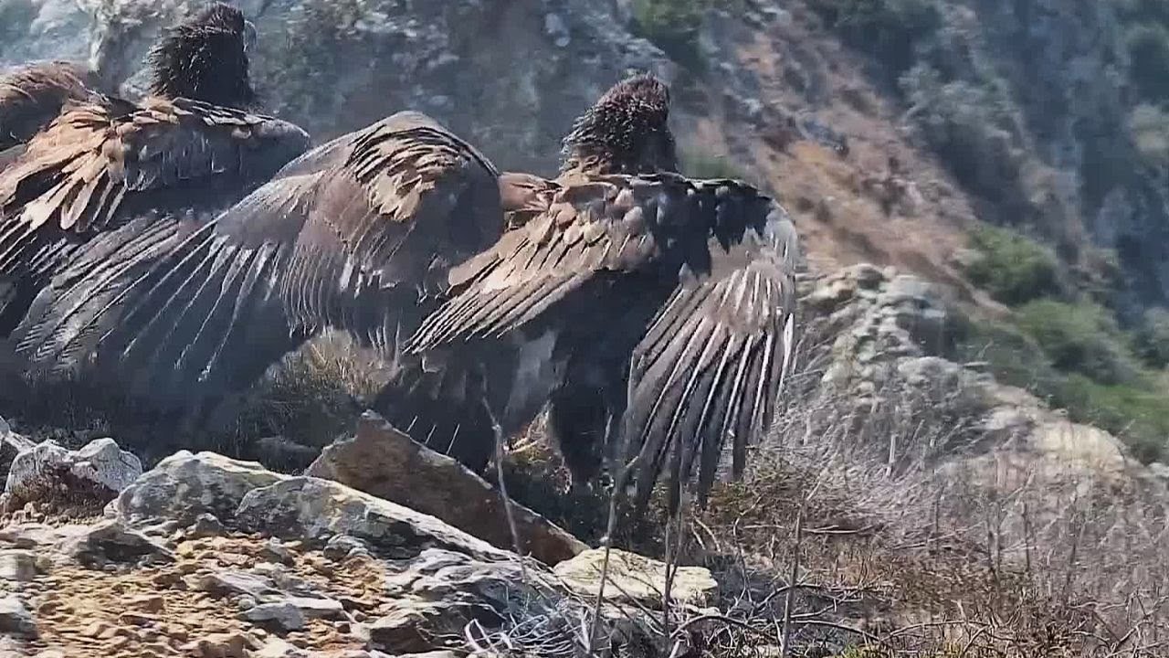 Surprise Visit from 3 Young Eagles 🦅🦅🦅 at West End Bald Eagle Territory Explore.org 8-2-25