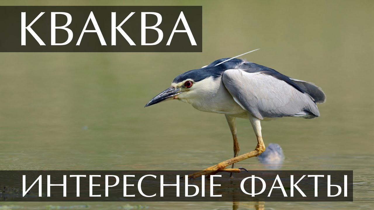 Кваква - интересные факты