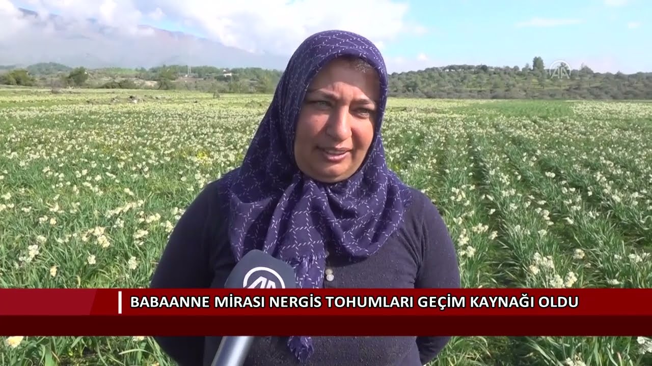 Babaanne mirası nergis tohumları geçim kaynağı oldu