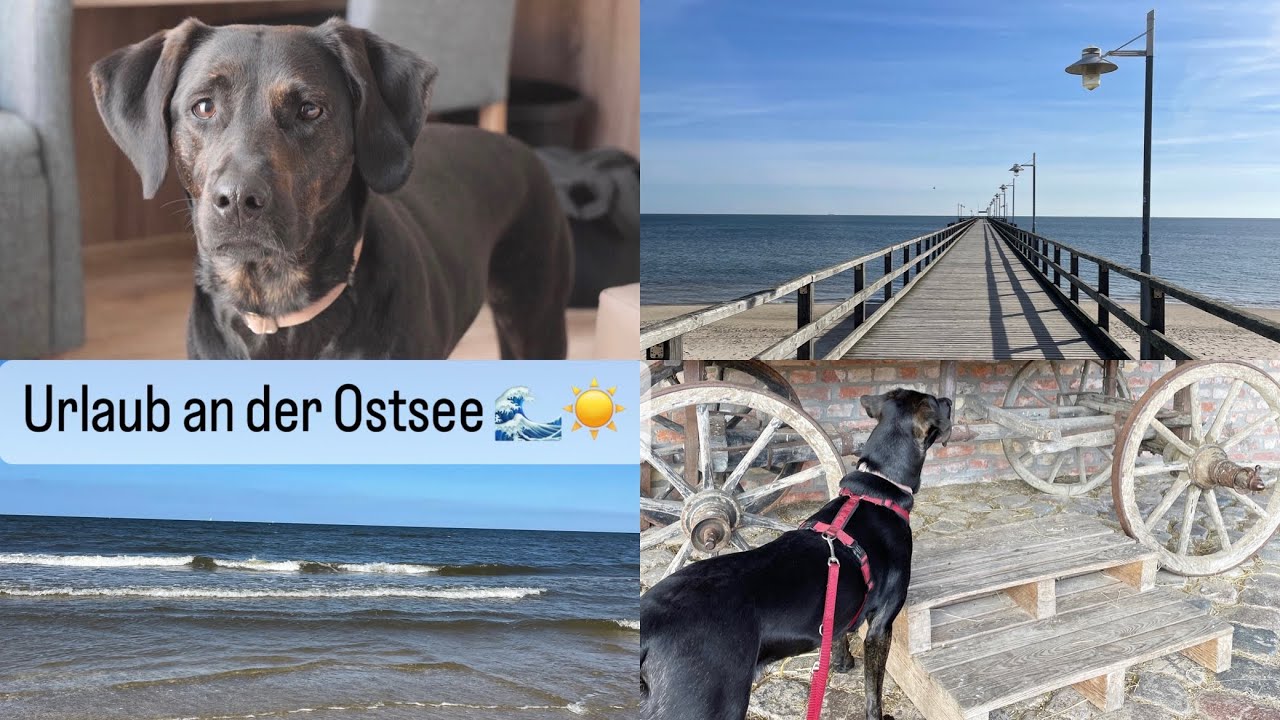 Urlaub an der Ostsee mit Hund 🌊🐶