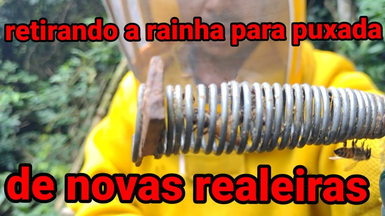 retiramos a abelha rainha para levar para outro apiario 🐝🐝 aguardando a puxada de novas realeiras