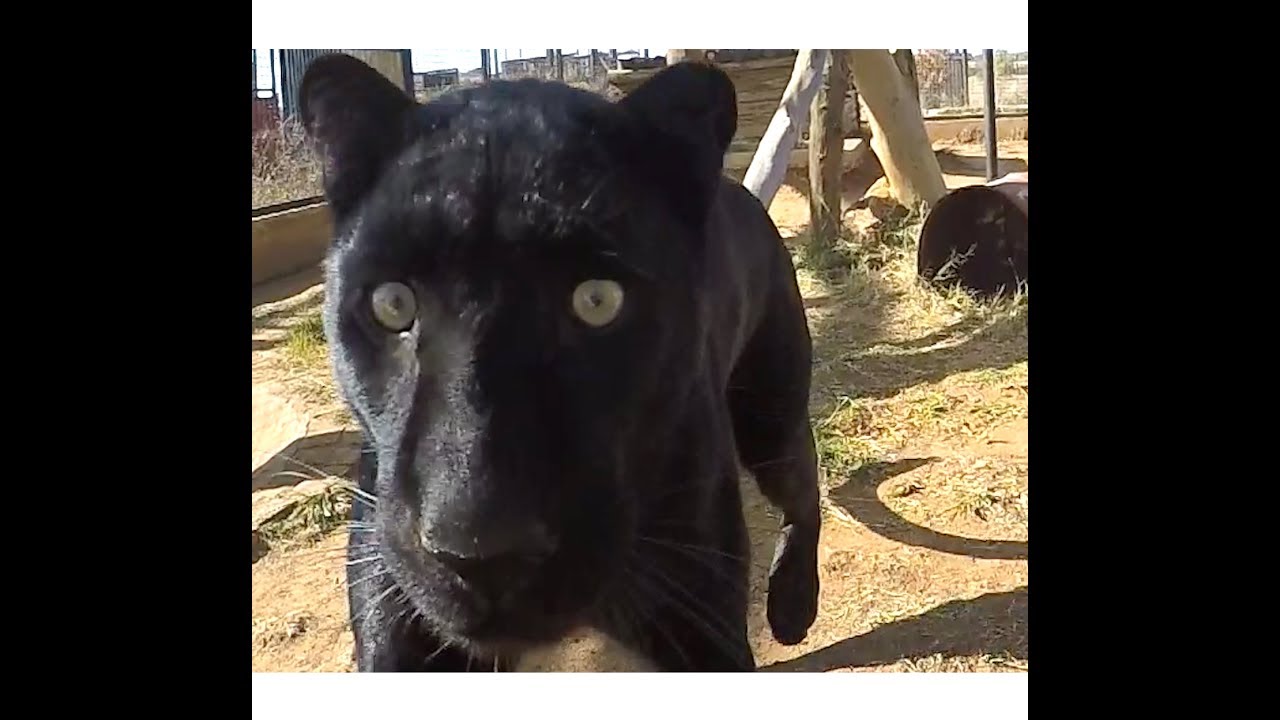 Black Leopard Love | African Big Cat Shows Affection Loves Grooming & Being Groomed | Panther Jaguar