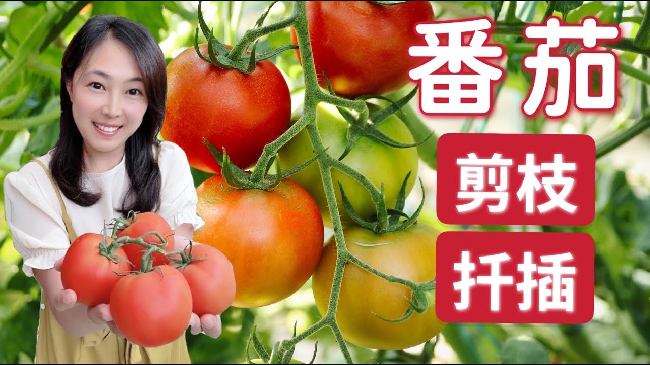 【种植60】 西红柿/番茄种植之----剪枝和扦插 ｜简单三步完成修剪，剪下的枝不要扔，这样做一棵变成很多棵Growing tomatoes ---- How to prune tomatoes