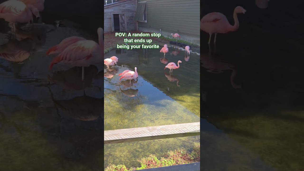 Alligators, Boats & Beer: Myrtle Beach's Wildest Adventure
